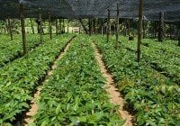 Productores de El Valle ampliarán cultivos con plantas híbridas