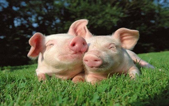 Ganadería sacrifica cerdos por brotes de peste porcina