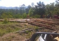 Continúa depredación y corte de árboles en Rio Limpio