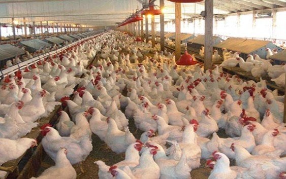 OIE publica RD está libre de la enfermedad de influenza aviar