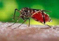 Zika, nuevo virus que transmite mosquito más temido
