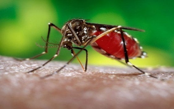 OMS advierte el virus del zika llegará a toda América