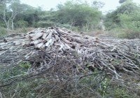 Denuncian Haitianos contratados deforestan finca a orillas del río Masacre