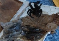 Imposdom detecta 80 tarantulas enviadas desde Uruguay