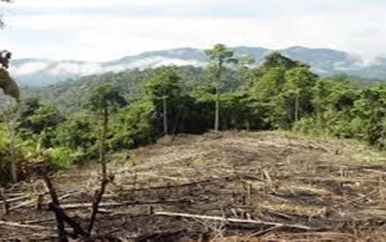 Denuncian deforestación en Polo no se detiene