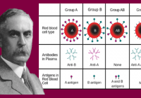 Karl Landsteiner: Nobel de Medicina, descubrió y tipificó los grupos sanguíneos