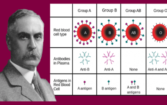 Karl Landsteiner: Nobel de Medicina, descubrió y tipificó los grupos sanguíneos