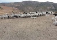 Denuncian ola de robo de ovejas en Monte Cristi