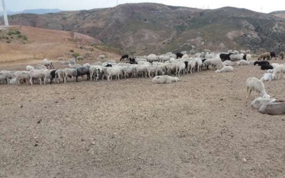 Denuncian ola de robo de ovejas en Monte Cristi