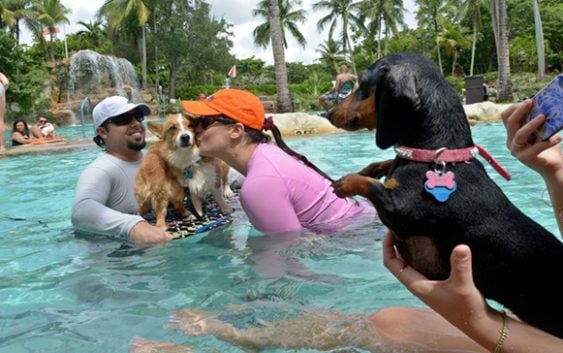 Piscina Veneciana de Coral Gables en Miami en su Día Anual de Perros