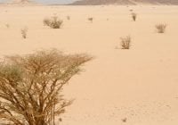 Clima lleva a Sudán a primer país inhabitable, camino a un desierto