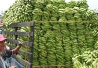 En oscuro plan Haití no esta solo; Impide entrada plátanos y otros; Vídeo