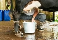 Cepal asegura 70% de la leche dominicana no es apta para procedimientos industriales
