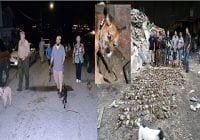 Batida contra millones de ratas en Nueva York con Perros Terrier; Vídeo