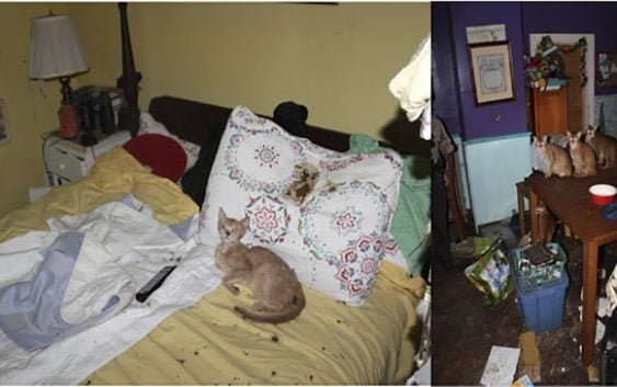 Sujetos tenían 26 gatos muertos en la nevera de su casa y 18 vivos
