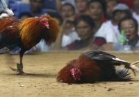 Congreso USA prohíbe pelea de gallos, incluyendo Puerto Rico; Pongan a su hijos a matarse…!!!