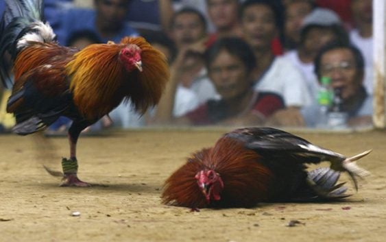 Congreso USA prohíbe pelea de gallos, incluyendo Puerto Rico; Pongan a su hijos a matarse…!!!