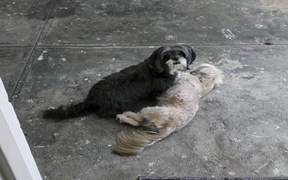 Asesinatos de perros por rabia es una práctica abusiva, cruel e infame