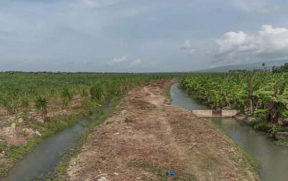 Sostienen herbicidas de consorcio azucarero en Barahona les dañan cultivos