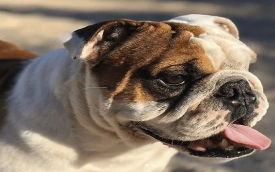 Recompensa por perro perdido: 300 mil pesos por recuperar a Kenzo, un bulldog inglés
