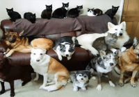 Kathy Smith se tomó dos semanas pero logró con sus 17 mascotas la «foto familiar» perfecta