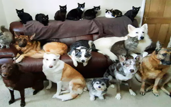 Kathy Smith se tomó dos semanas pero logró con sus 17 mascotas la «foto familiar» perfecta