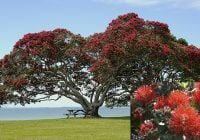 Pohutukawa (Metrosideros excelsa): El árbol de Navidad de Nueva Zelanda; Vídeo