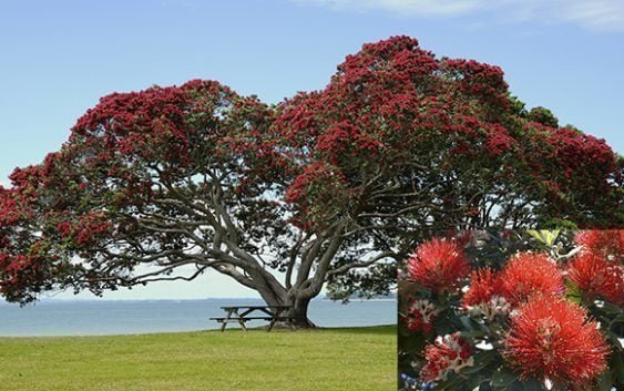 Pohutukawa (Metrosideros excelsa): El árbol de Navidad de Nueva Zelanda; Vídeo