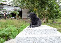 La perra Mino convivió por un año con un niño que murió y no se aparta de su tumba; Vídeo