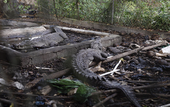 Exlanzador José Rijo dice desde hace 20 años alimenta bien cocodrilos incautados en condiciones deplorables
