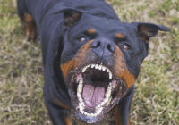 «Nadie escarmienta en cabeza ajena» Rottweiler mata bebé de 19 meses dejado con hermanos de 9 y 11 años