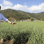Agricultura garantiza excelente cosecha de rubros en El Valle de Constranza