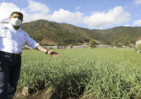 Agricultura garantiza excelente cosecha de rubros en El Valle de Constranza