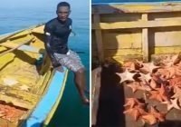 Denuncia atrapan haitianos están dejando costa de Pedernales sin estrellas de mar