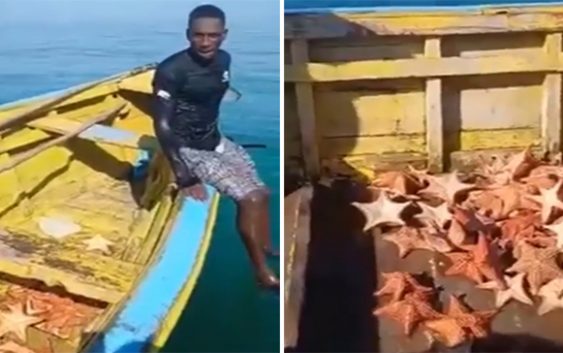 Denuncia atrapan haitianos están dejando costa de Pedernales sin estrellas de mar