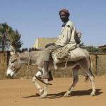China no solo asesina humanos; Pretende acabar con asnos (burros); Incautan en Nigeria 7 mil penes de estos