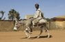 China no solo asesina humanos; Pretende acabar con asnos (burros); Incautan en Nigeria 7 mil penes de estos