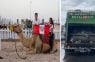 Qatar y más: Crímenes contra los animales; Como dice el señor Juez «Eso se paga»; Vídeo
