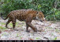 Por primera vez, el sistema basado en IA permite a equipo de conservación identificar 5 jaguares; Vídeo