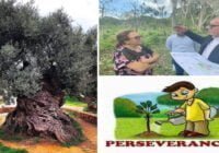 El Poder de la Perseverancia: El Olivo de más de 3000 años en Israel; Parte II