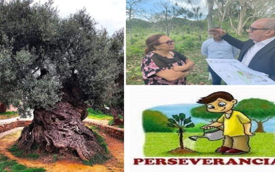 El Poder de la Perseverancia: El Olivo de más de 3000 años en Israel; Parte II
